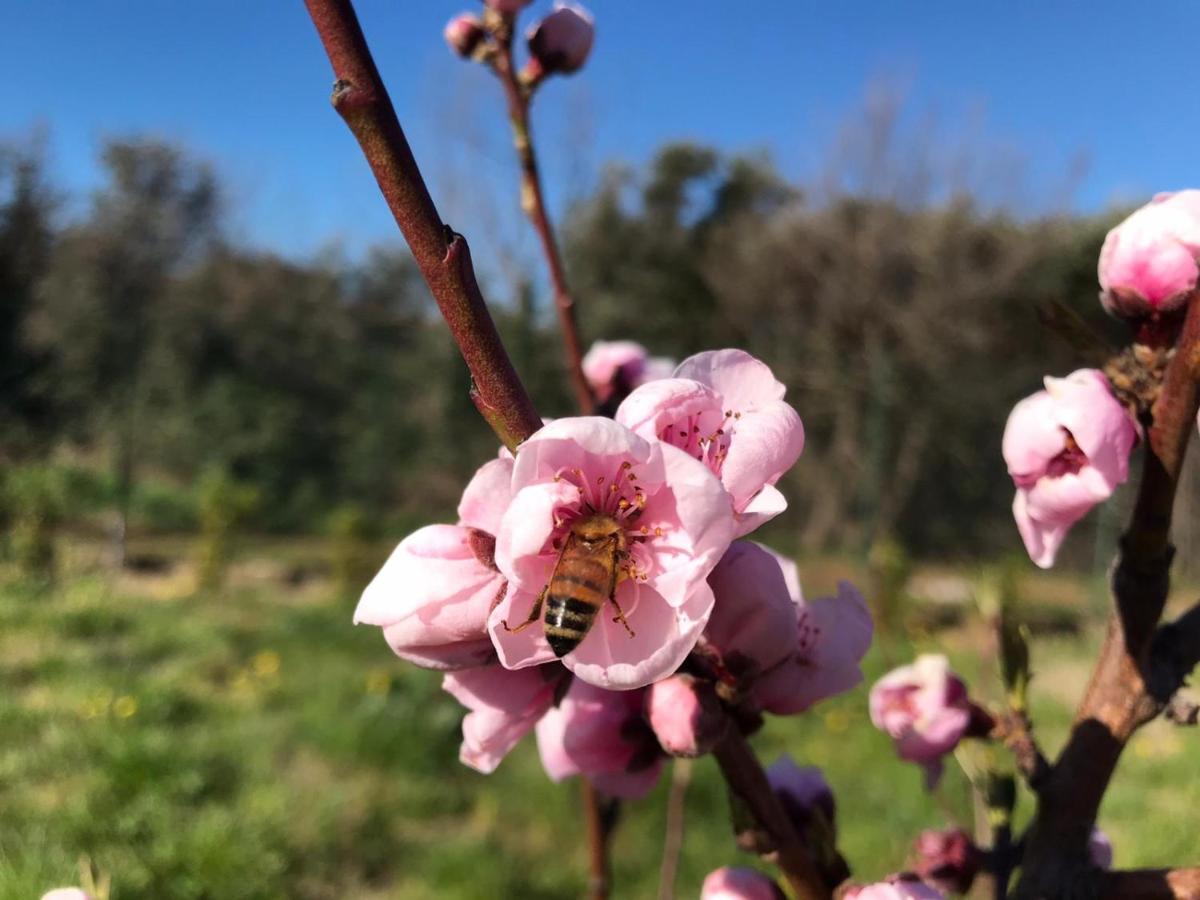 Bee Bed & Breakfast Frascati