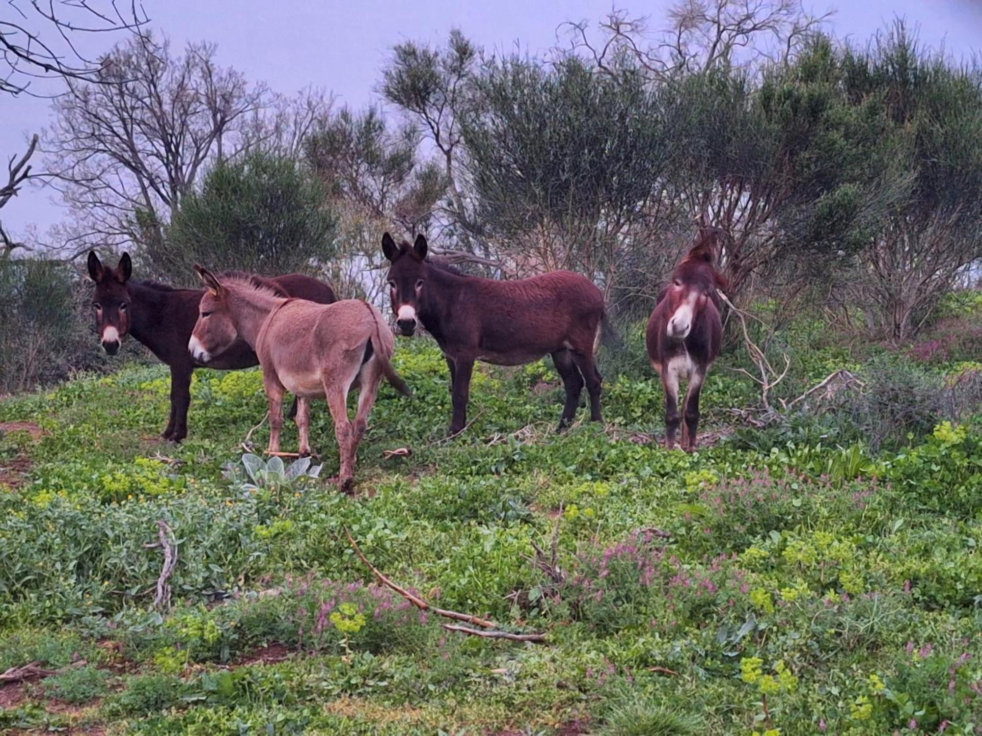 Bee Bed & Breakfast Frascati